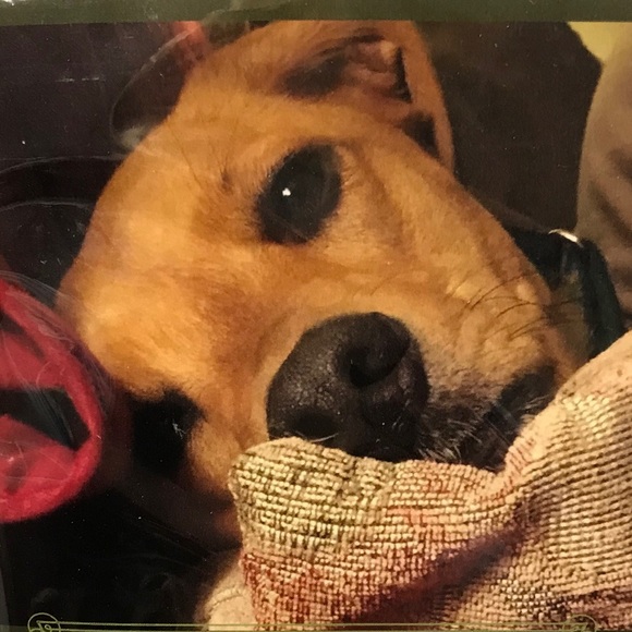 Meet your Posher, Lauren - Picture 1 of 1